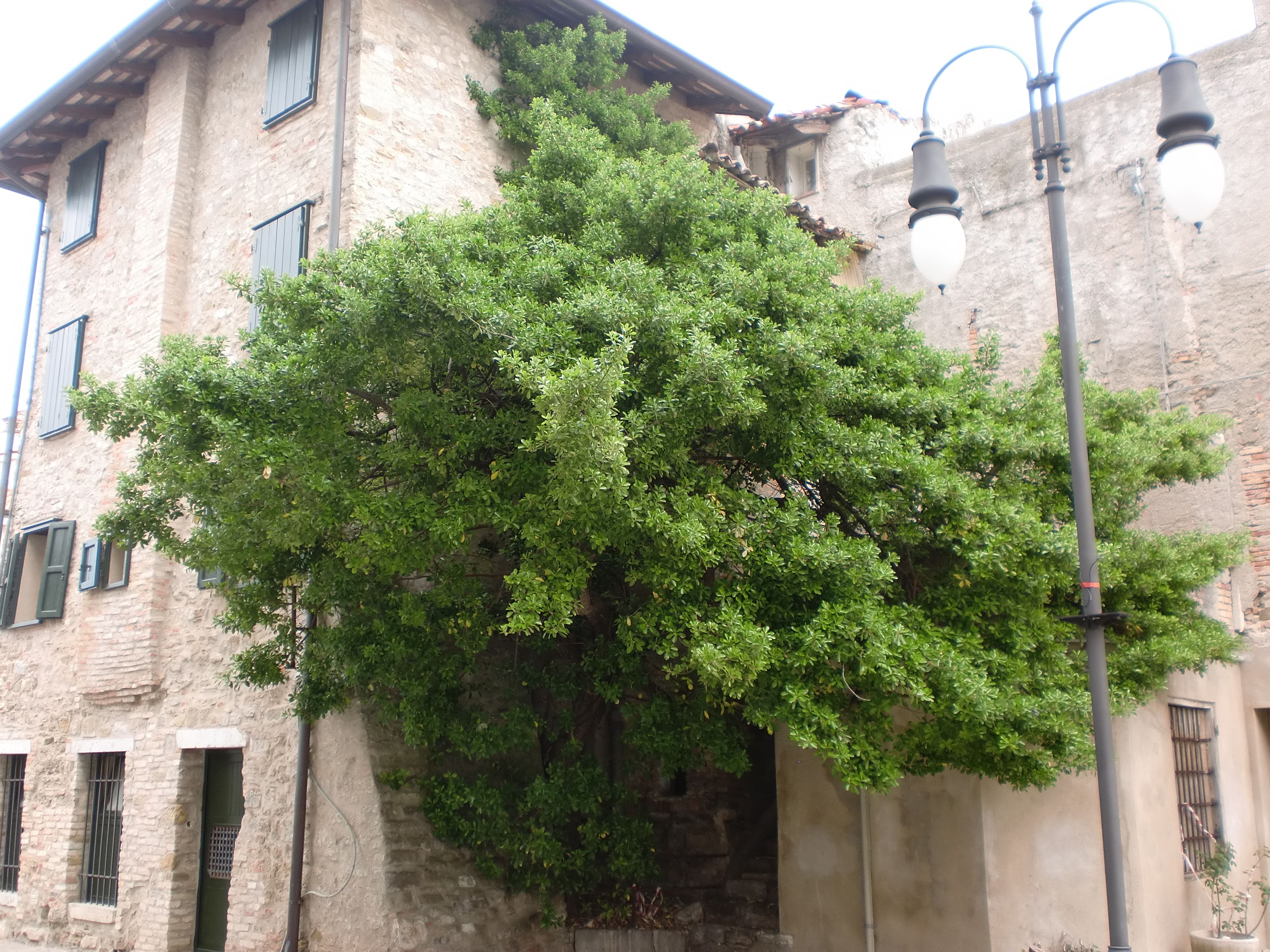 Steemit Photo Challenge #32 Entry - Italian Tree