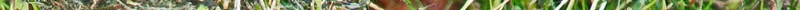 walnut_iii_by_starykocur-d6eli5l.jpg