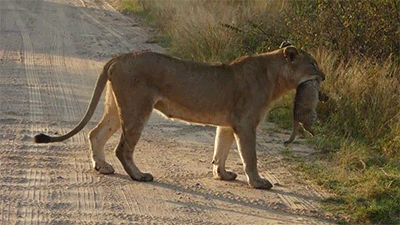 gif-lion-cub-Favim.com-3885971.gif