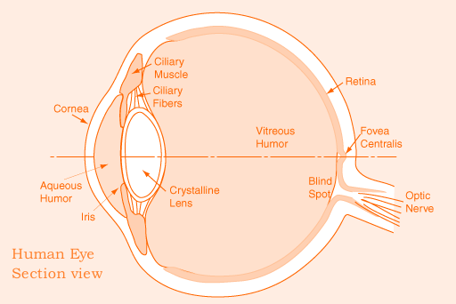 Eyesection.gif