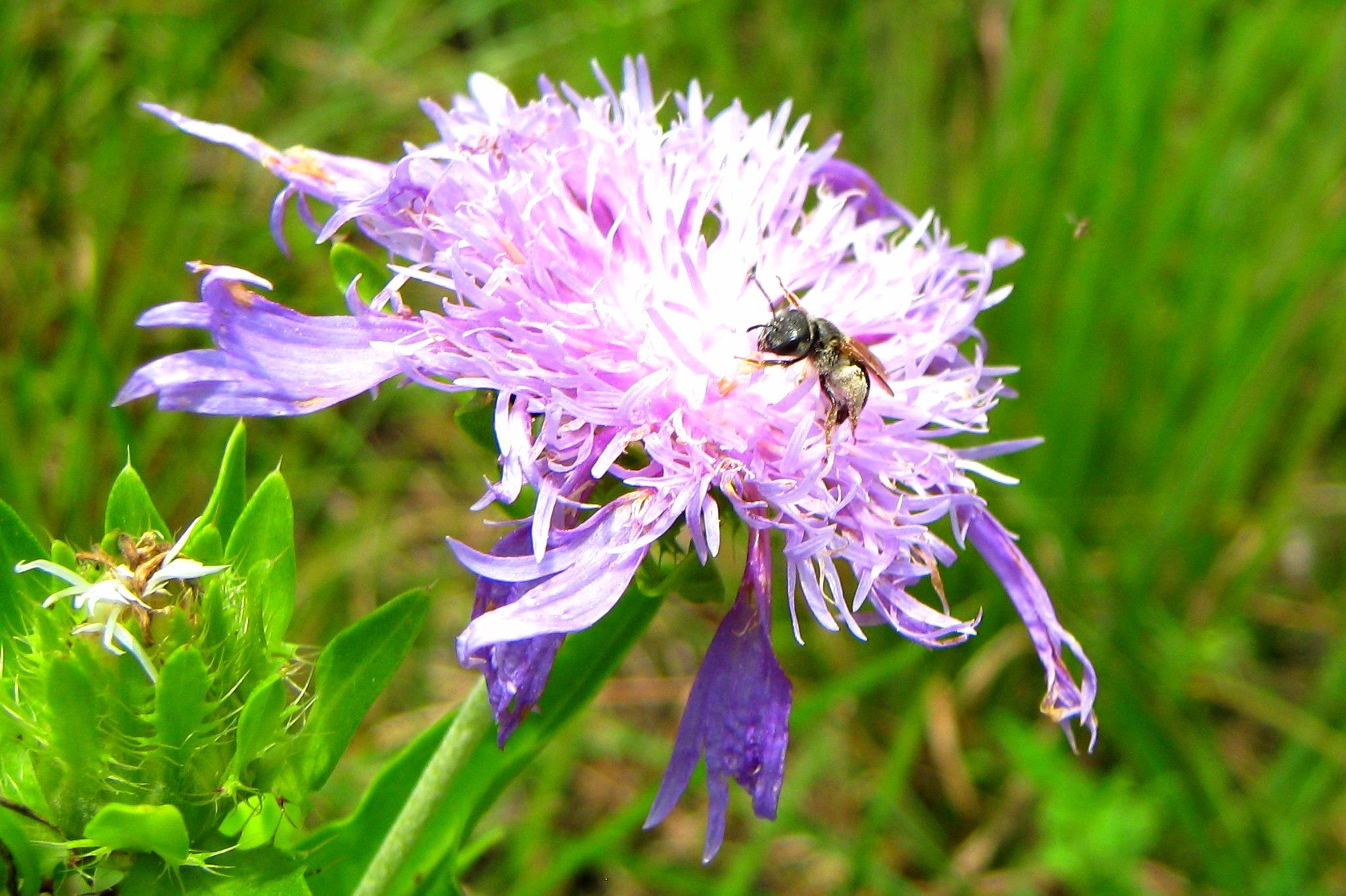 Purple Wildflower 7 8 2017 003 .JPG