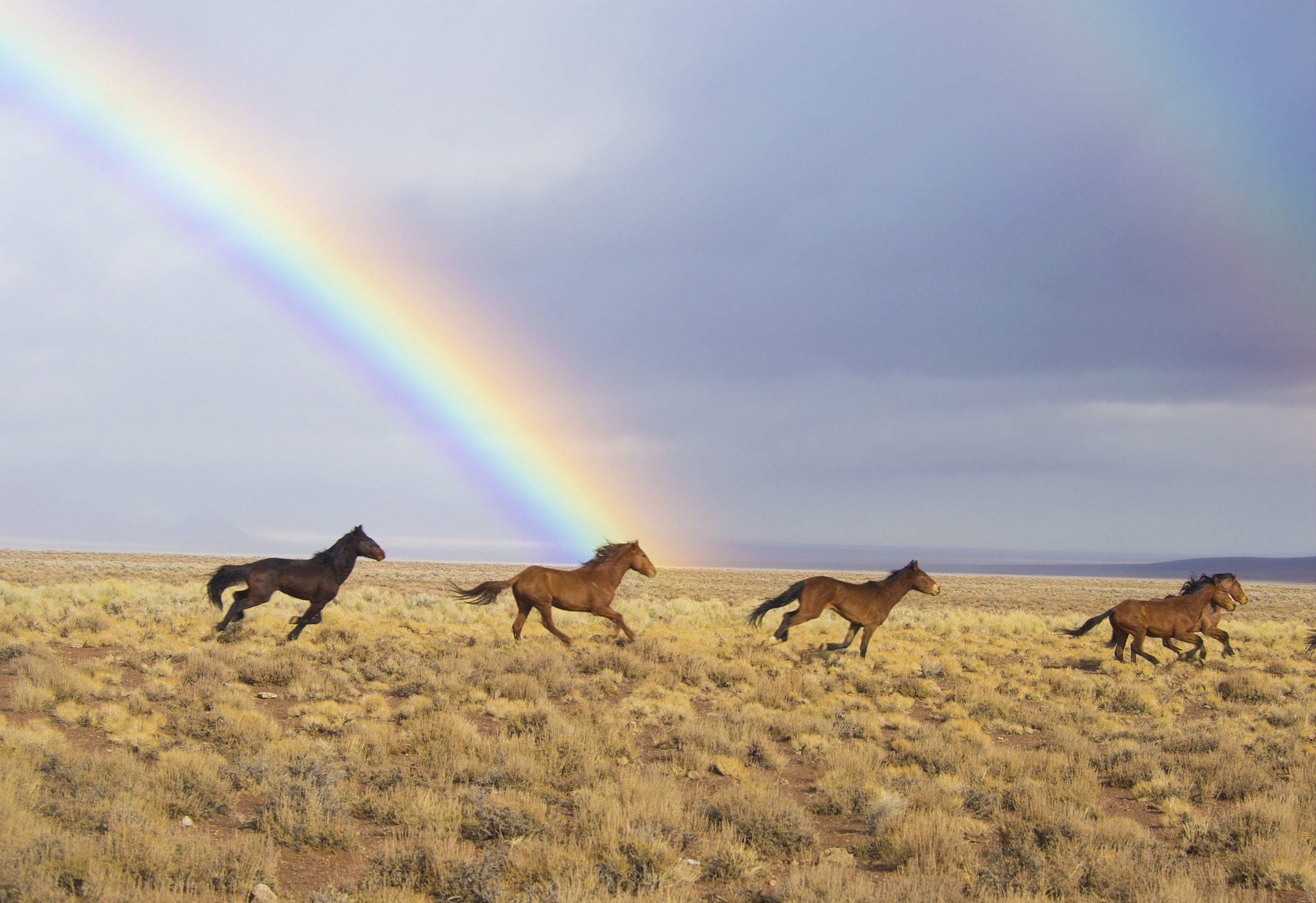 wild-horses-2239420_1920-skeeze-pixabay.jpg