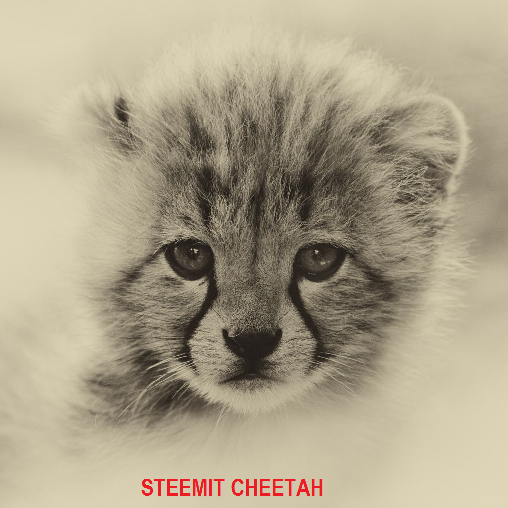 steem.png