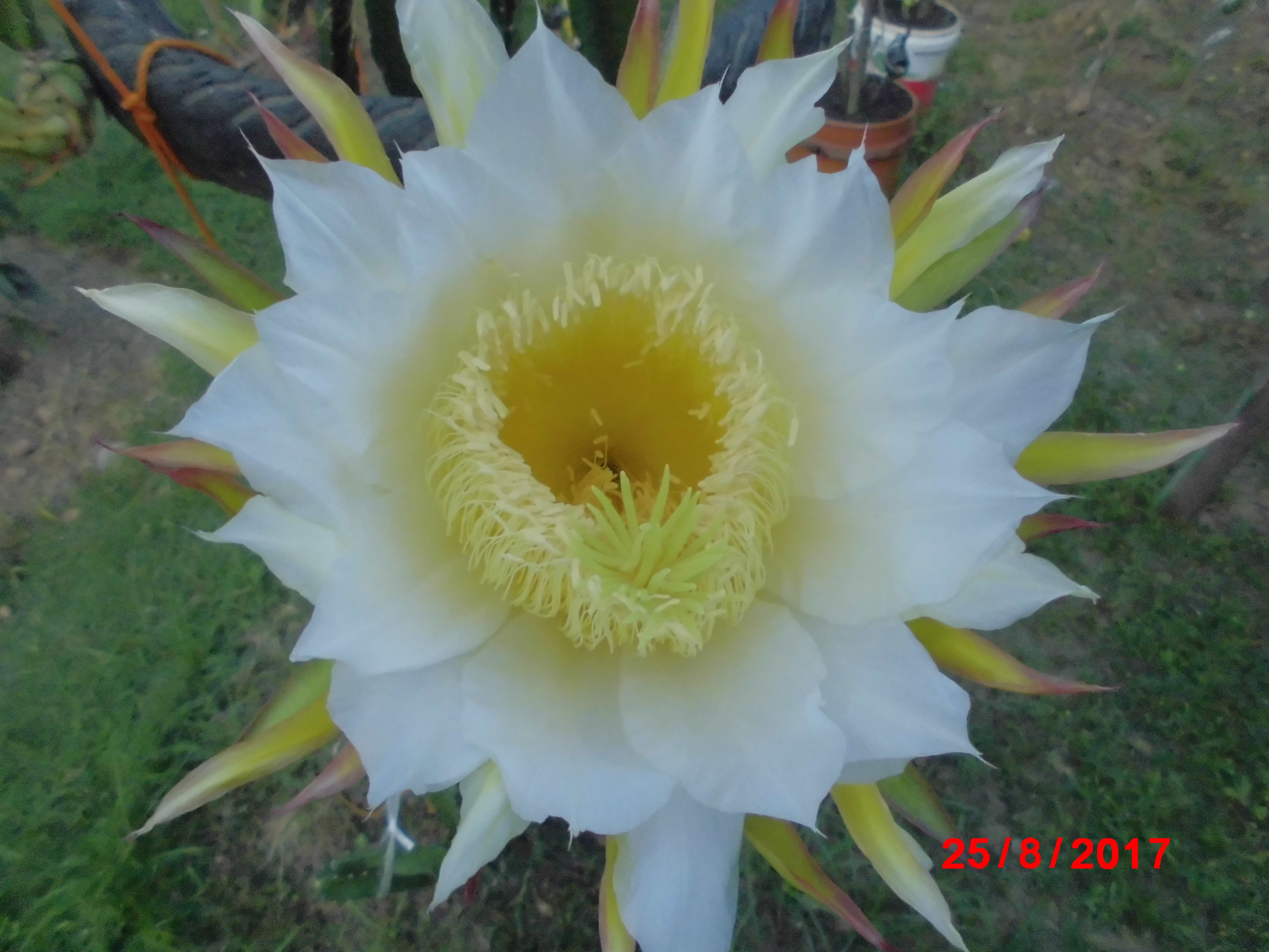 400+ Gambar Bunga Naga Terbaik - Gambar ID