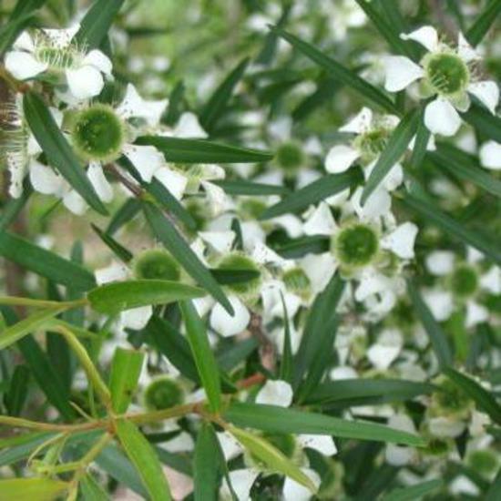 Lemon Scented Tea Tree.1.jpg