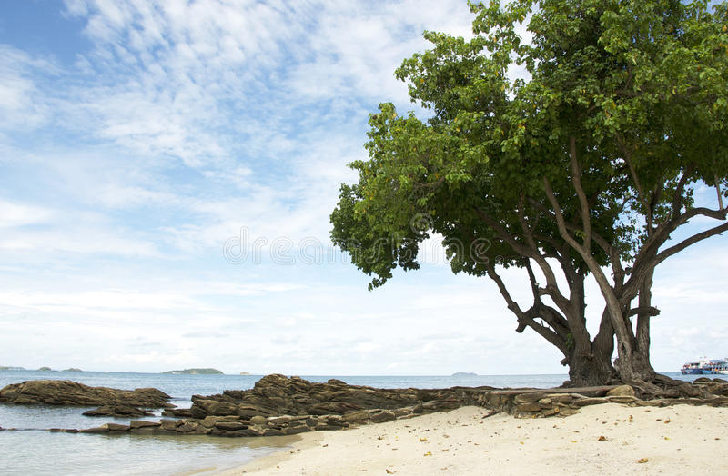 big-tree-beach-composition-seascape-as-sea-sand-submerged-rocks-40775202.jpg