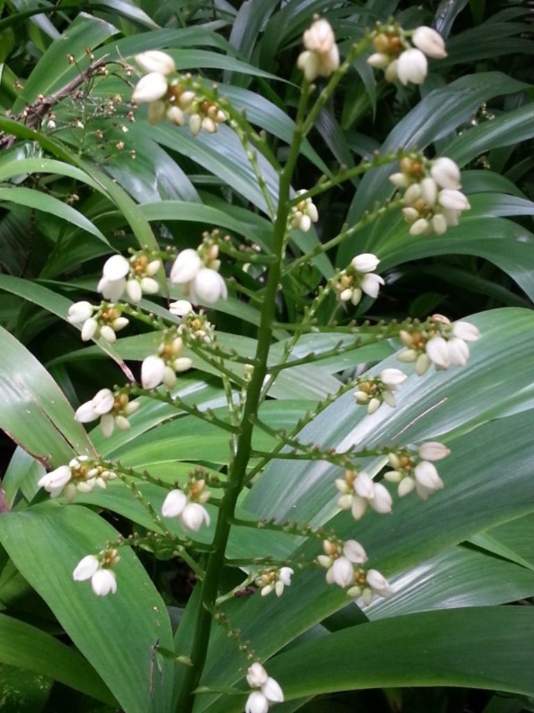 white flower4.jpg