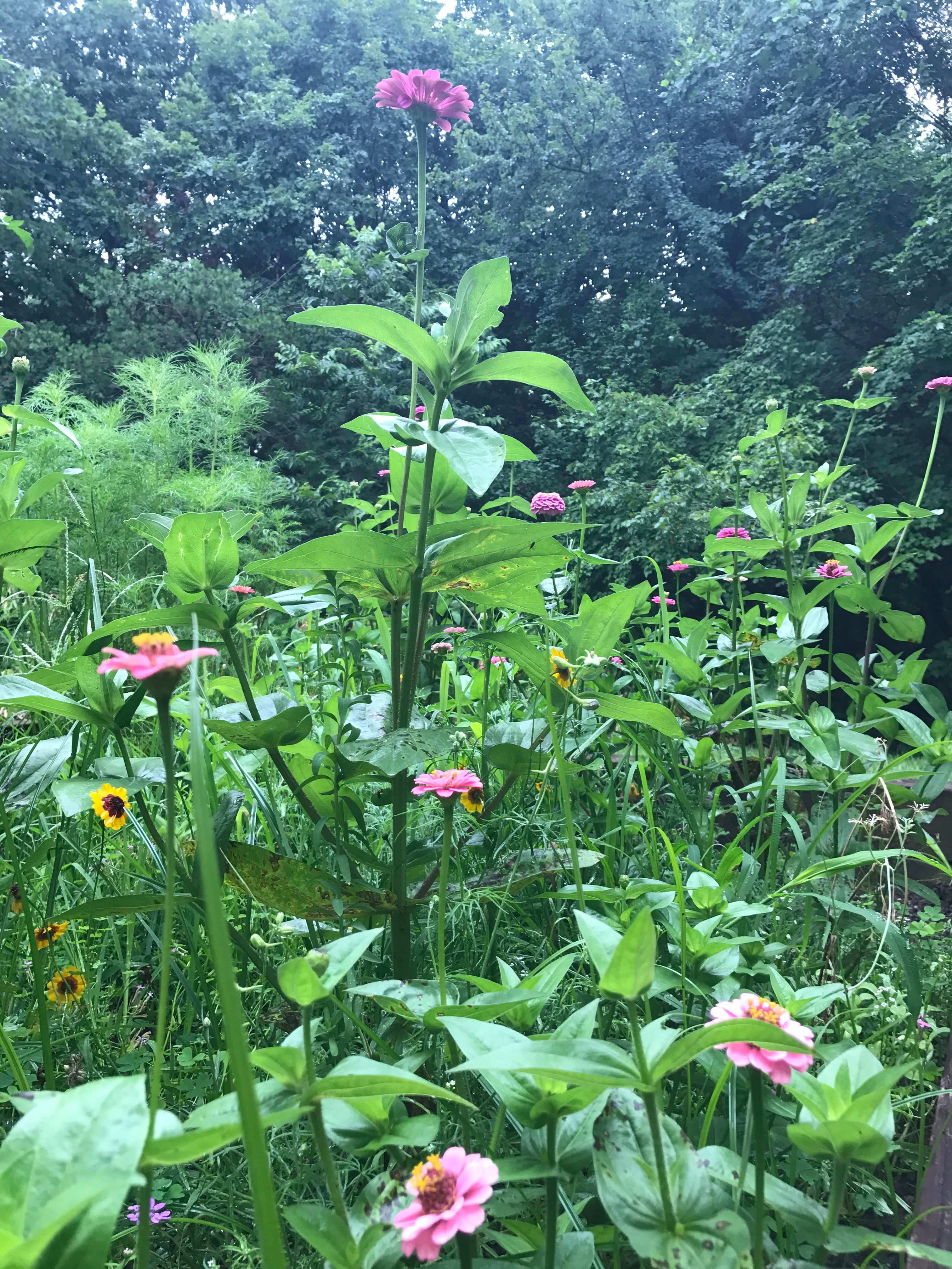 Good Morning World Here Are Some Of My Flowers After A Long Rain