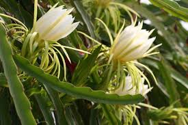 pitaya flower 1.jpg