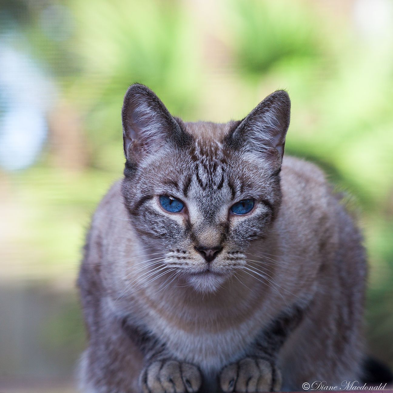 Zion tabby point siamese.jpg