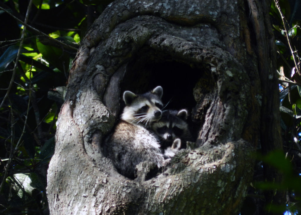 the_raccoon_nest_by_il_lupo_grigio-d8686be.jpg