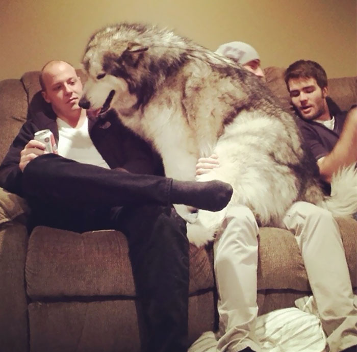 giant-lap-dogs-100-599c1d67b2f59__700.jpg