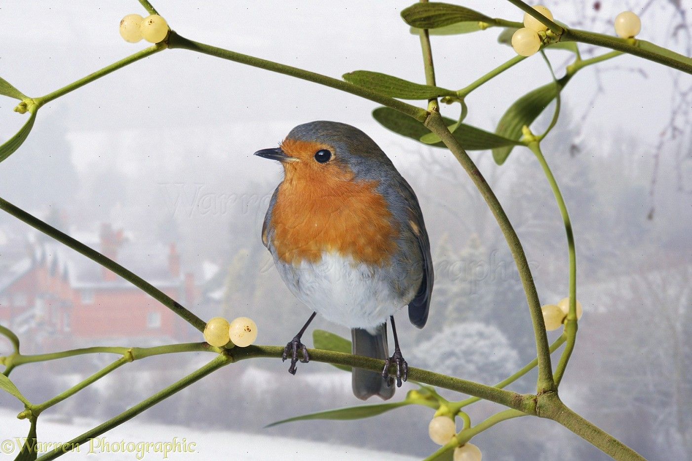 14350-Robin-on-mistletoe.jpg