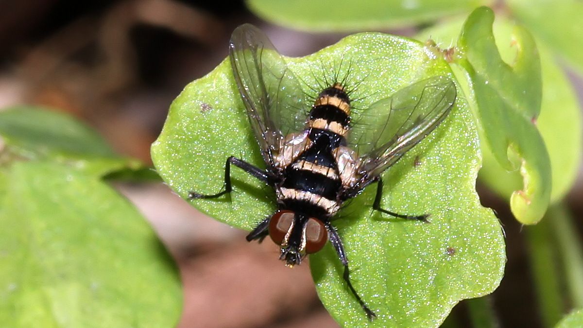 Insects Diptera Tachinidae Trigonospila sp BY Tas 2017-10-14.jpg