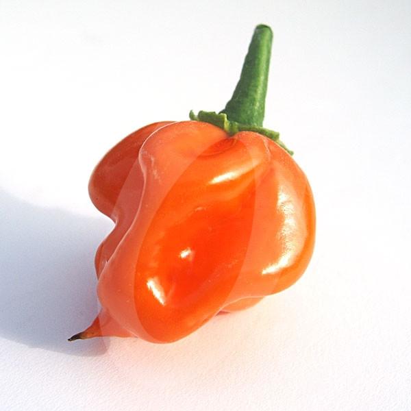 Scotch-Bonnet-Orange-57301_grande.jpeg