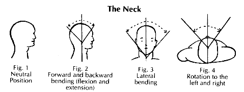 neck.gif