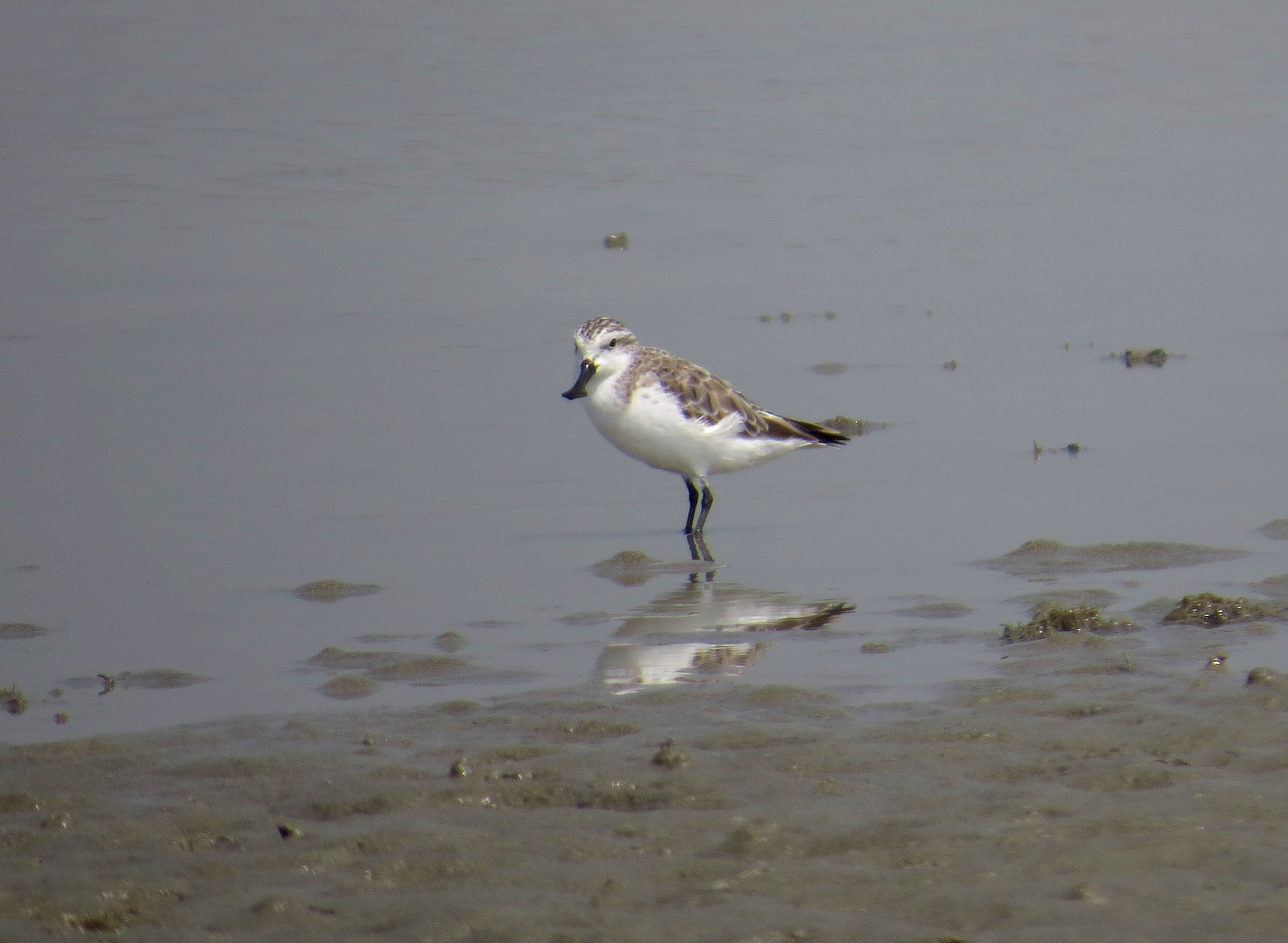 Spoon-billed sandpiper (Eurynorhynchus pygmeus).jpg