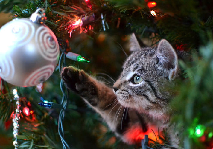cat-christmas-tree.jpg