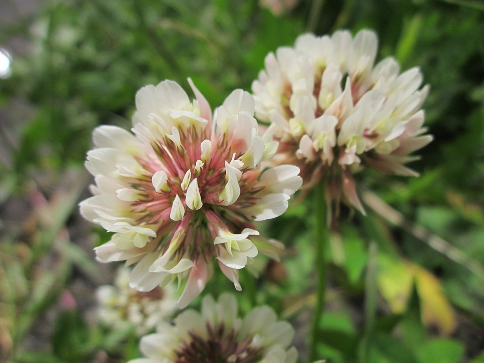 trifolium-repens-846624_960_720.jpg