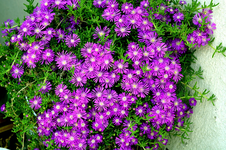 purple-2185042_960_720.jpg