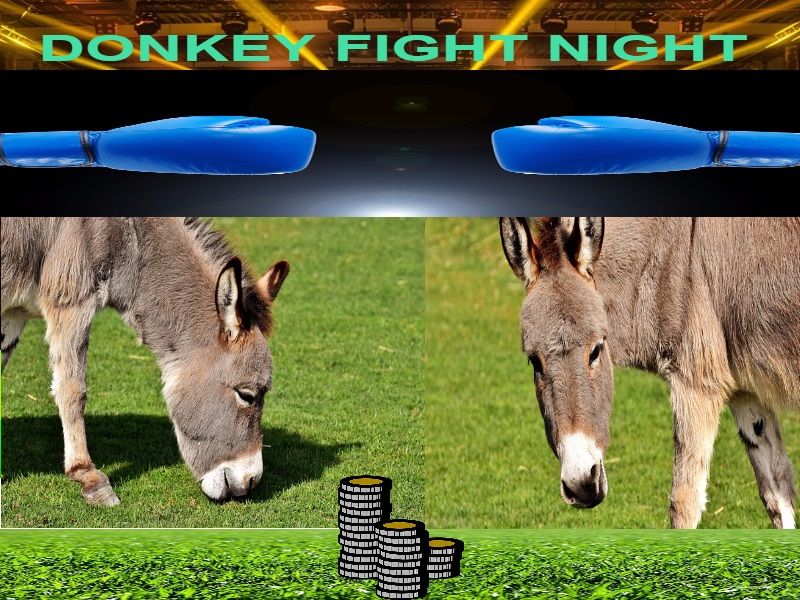 Donkey Fight.jpg