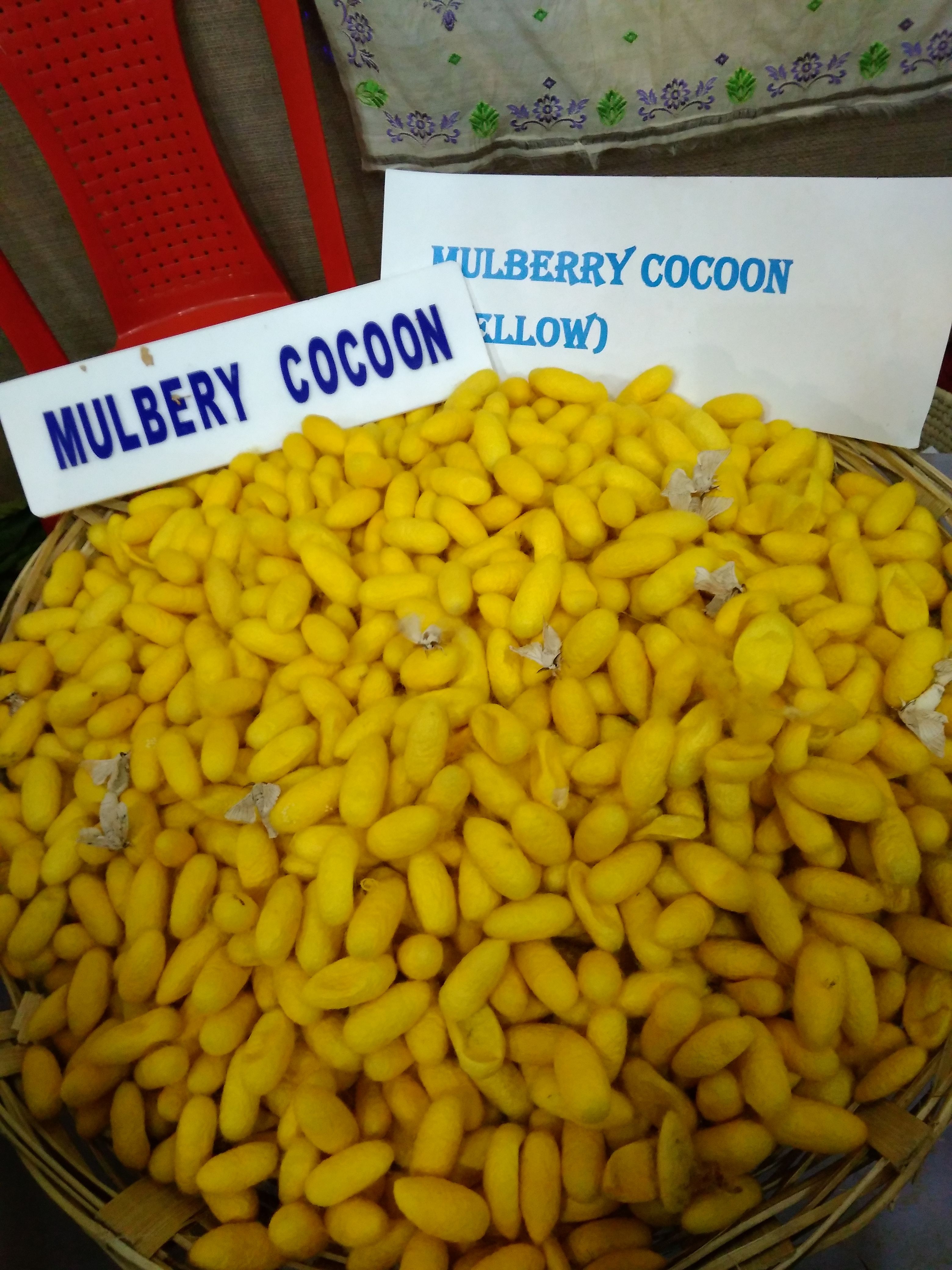 Mulberry Cocoon yellow.jpg