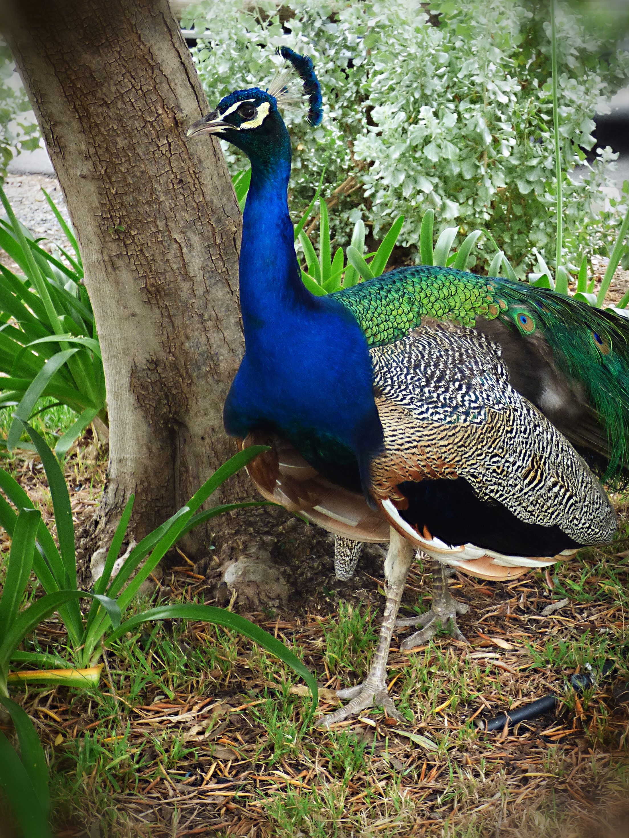 Beautiful Peacock .jpg