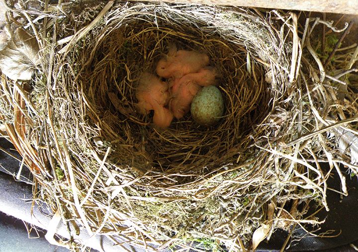 blackbird chicks (1) crop small (2015_09_28 11_13_35 UTC).jpg