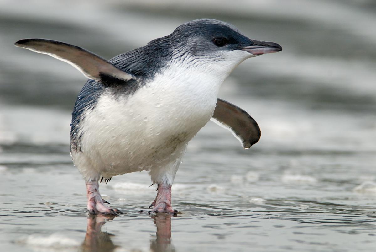 Little Penguins.jpg