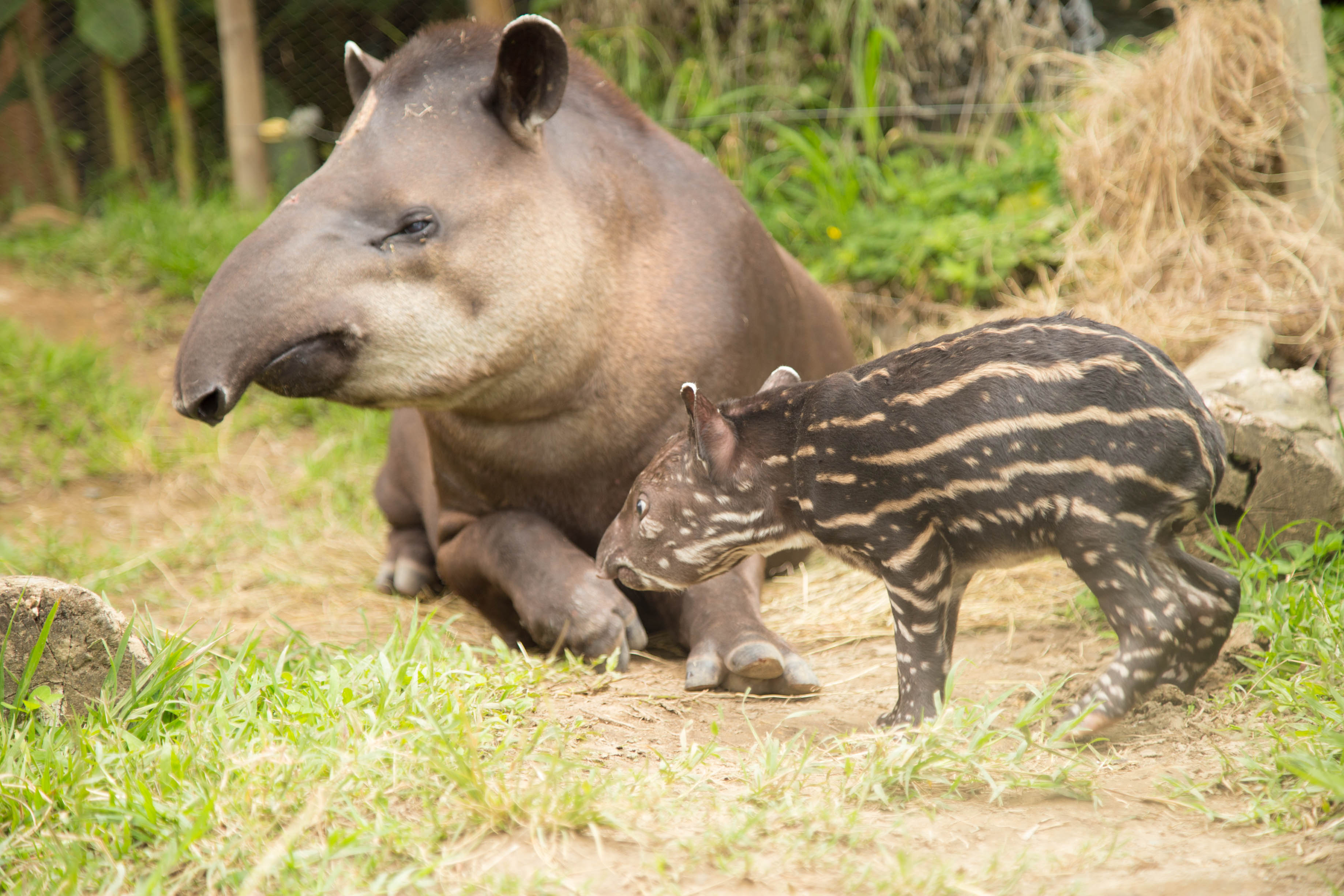 The Danta or Tapir — Steemit