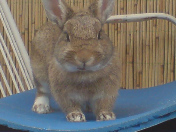 Hase-Racker-003.JPG