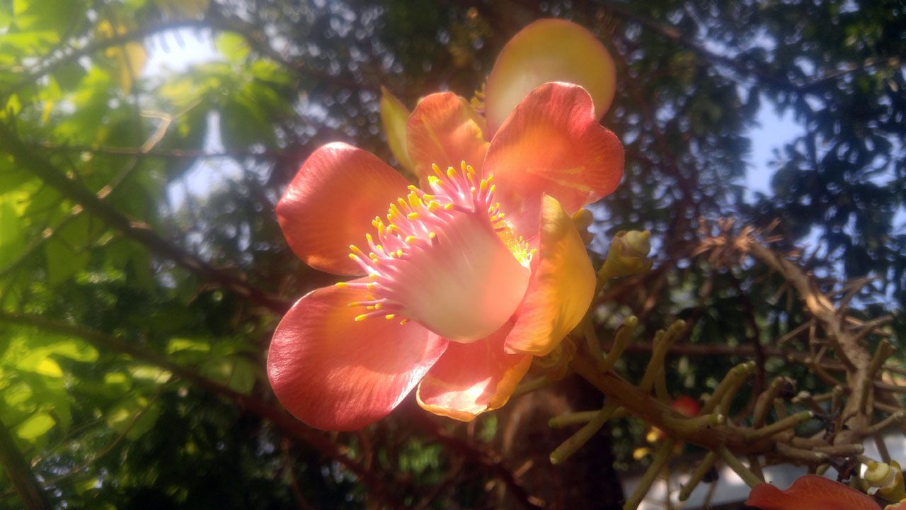 flower-wat-tham-krabok.jpg