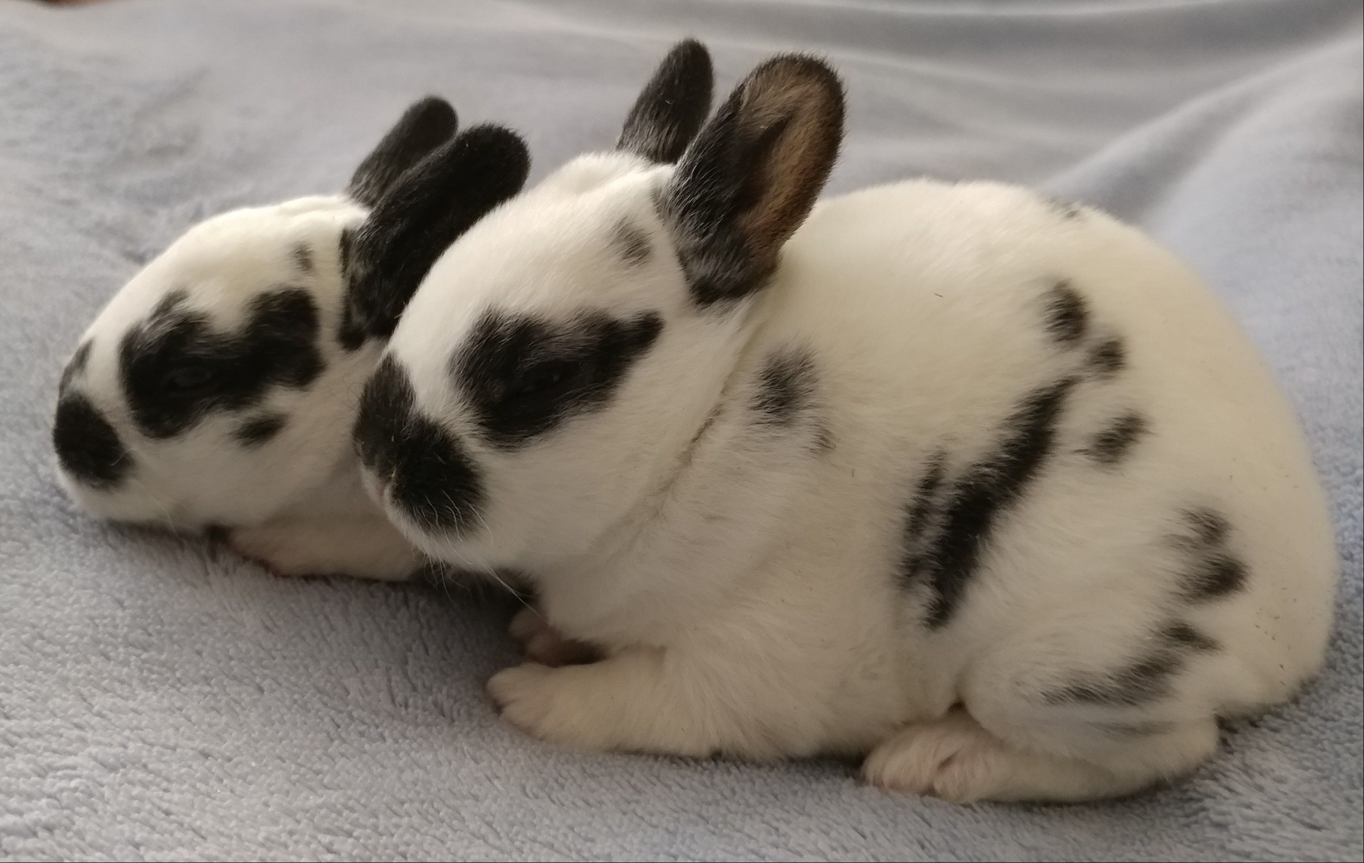 bunnies8.jpg