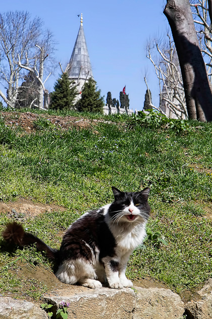 Istanbul Cats 06 20130329 Istanbul Cat Blog for91days.com.jpg