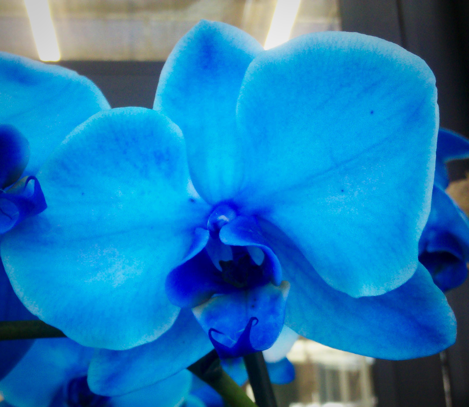 blue-flower.jpeg