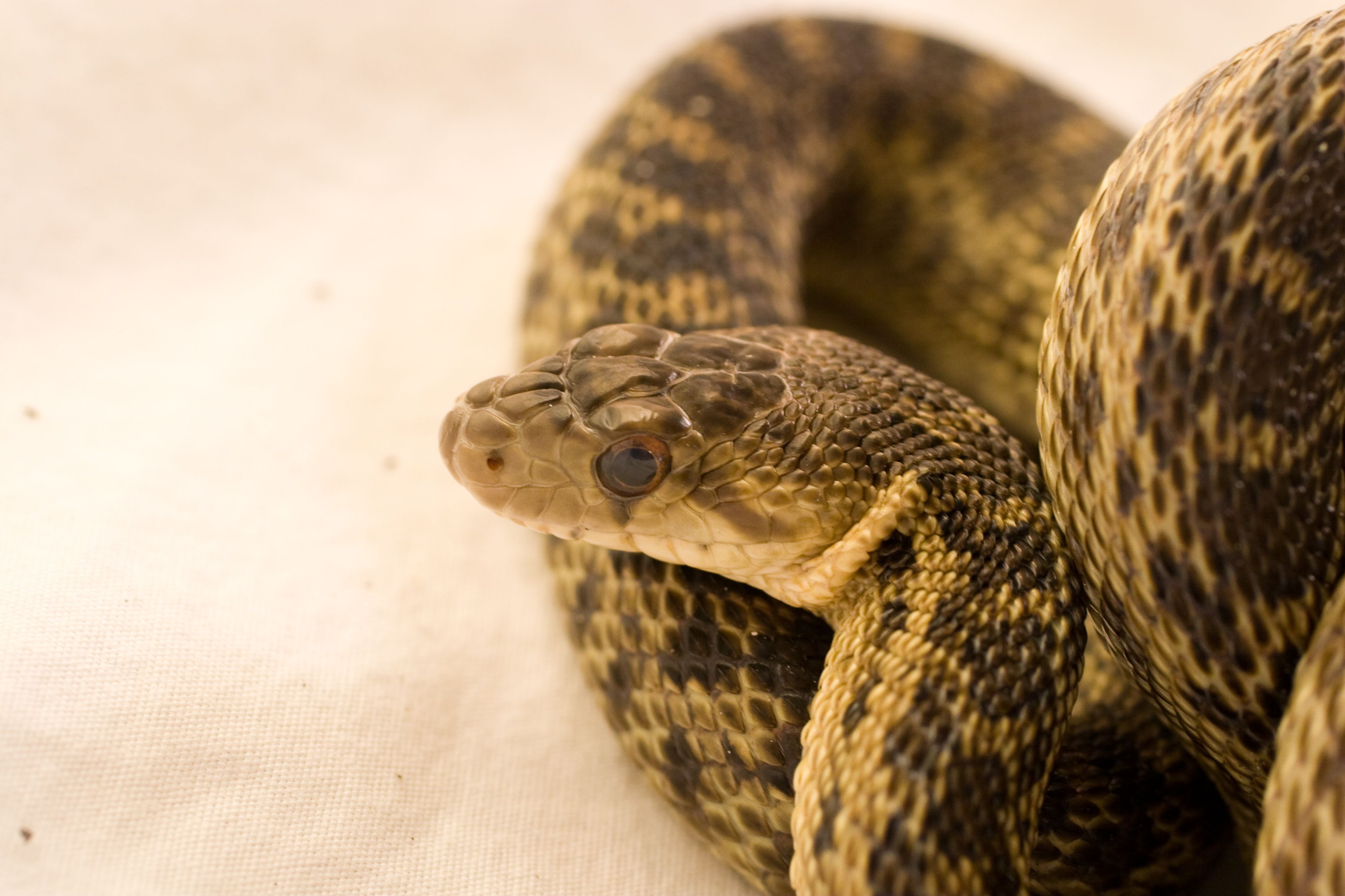 Gopher_Snake_Pituophis_catenifer_02.jpg