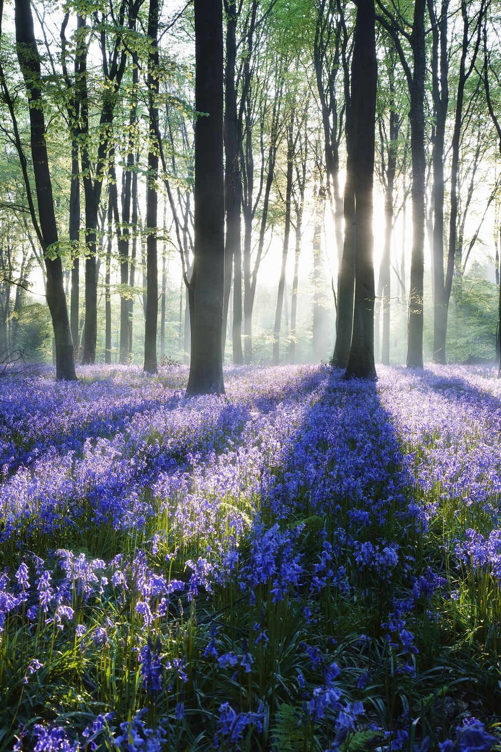 bluebell-forest-england.jpg