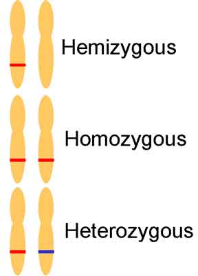 HemivsHeteroLG.jpg