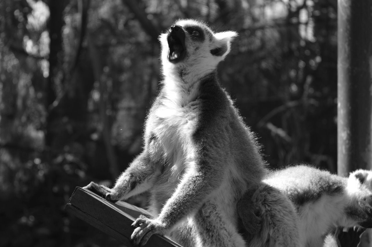 114129730471 - ring tailed lemurs with a ring tailed roobydoo_3.jpg
