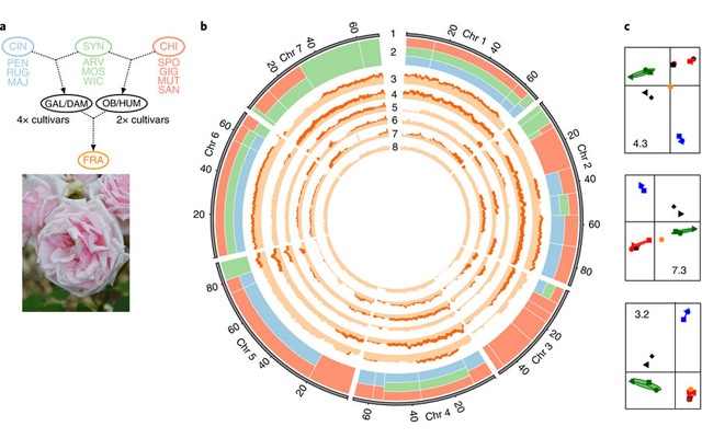 Structure-of-diversity-in-r.jpg