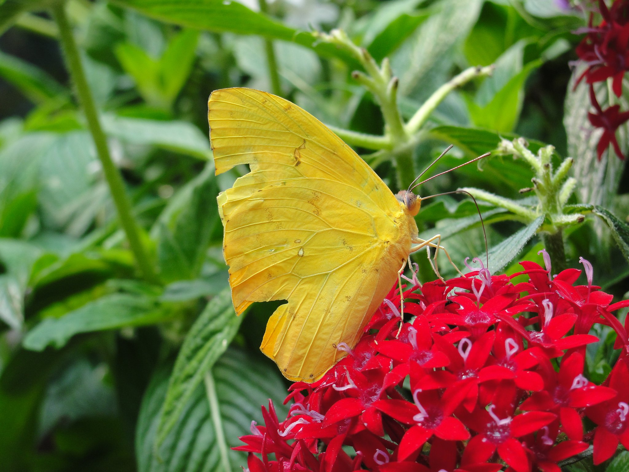 Butterfly Jungle.jpg