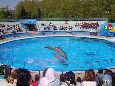 Dolphin_in_acuarium.jpg