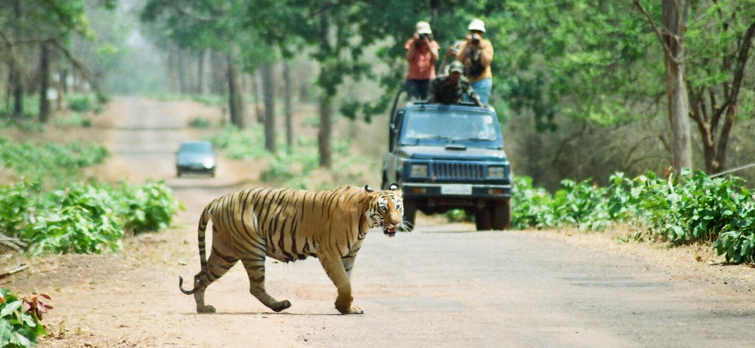 Tadoba-Andhari-Tiger-Reserve.jpg