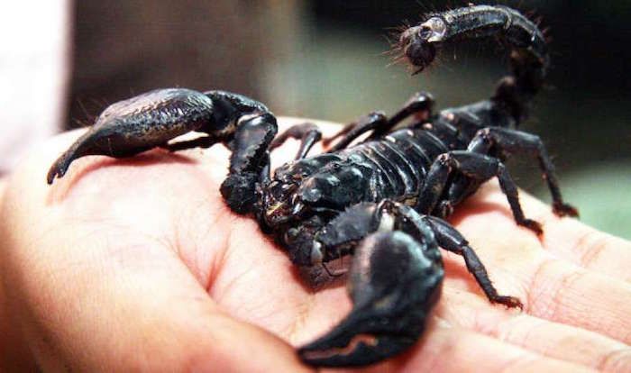 joemonster.org embedded (13).jpeg