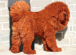 mostexpensivedog1.jpg