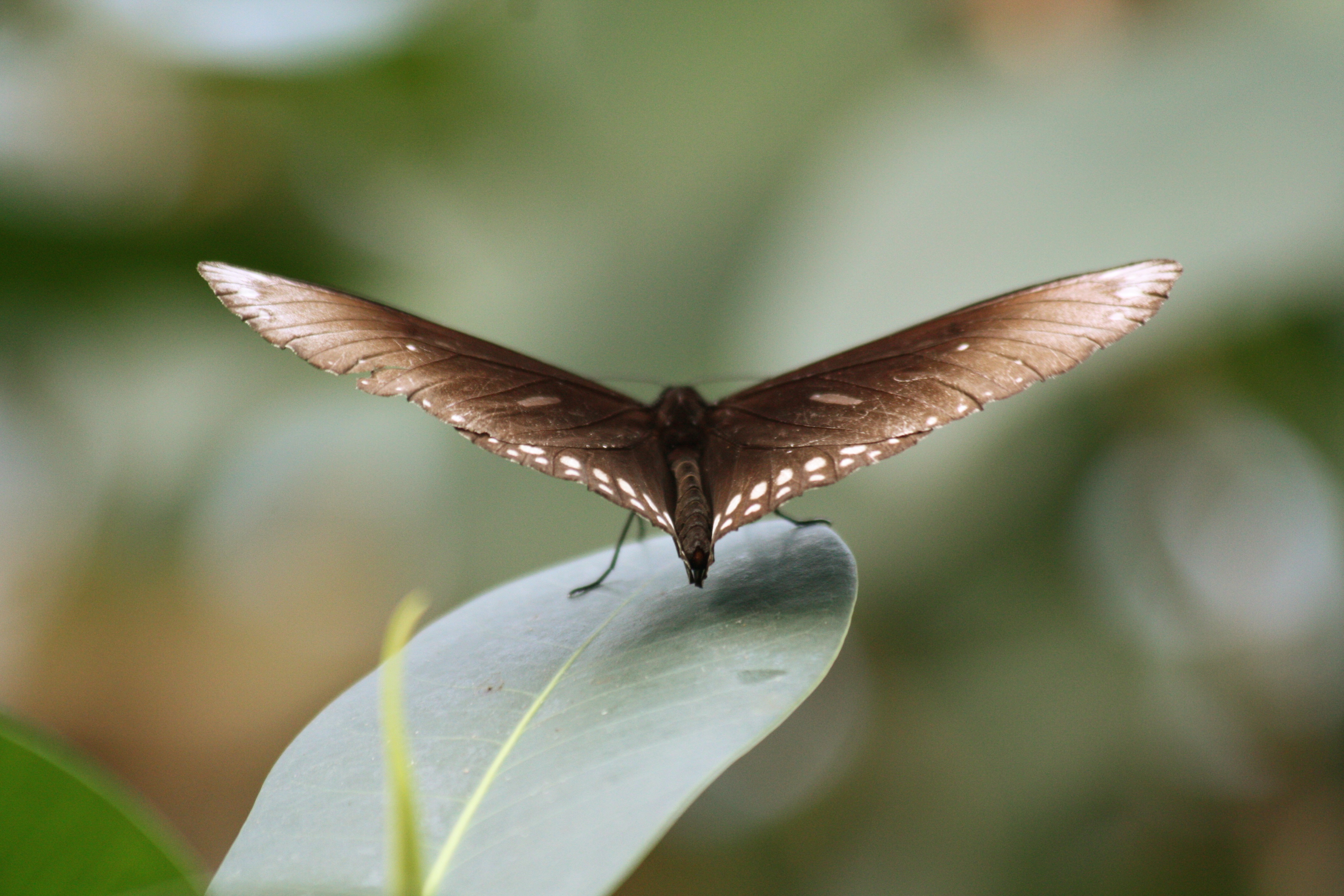 The Secret Behind The Fetching Butterflies Leak Revealed - fh0ufnk