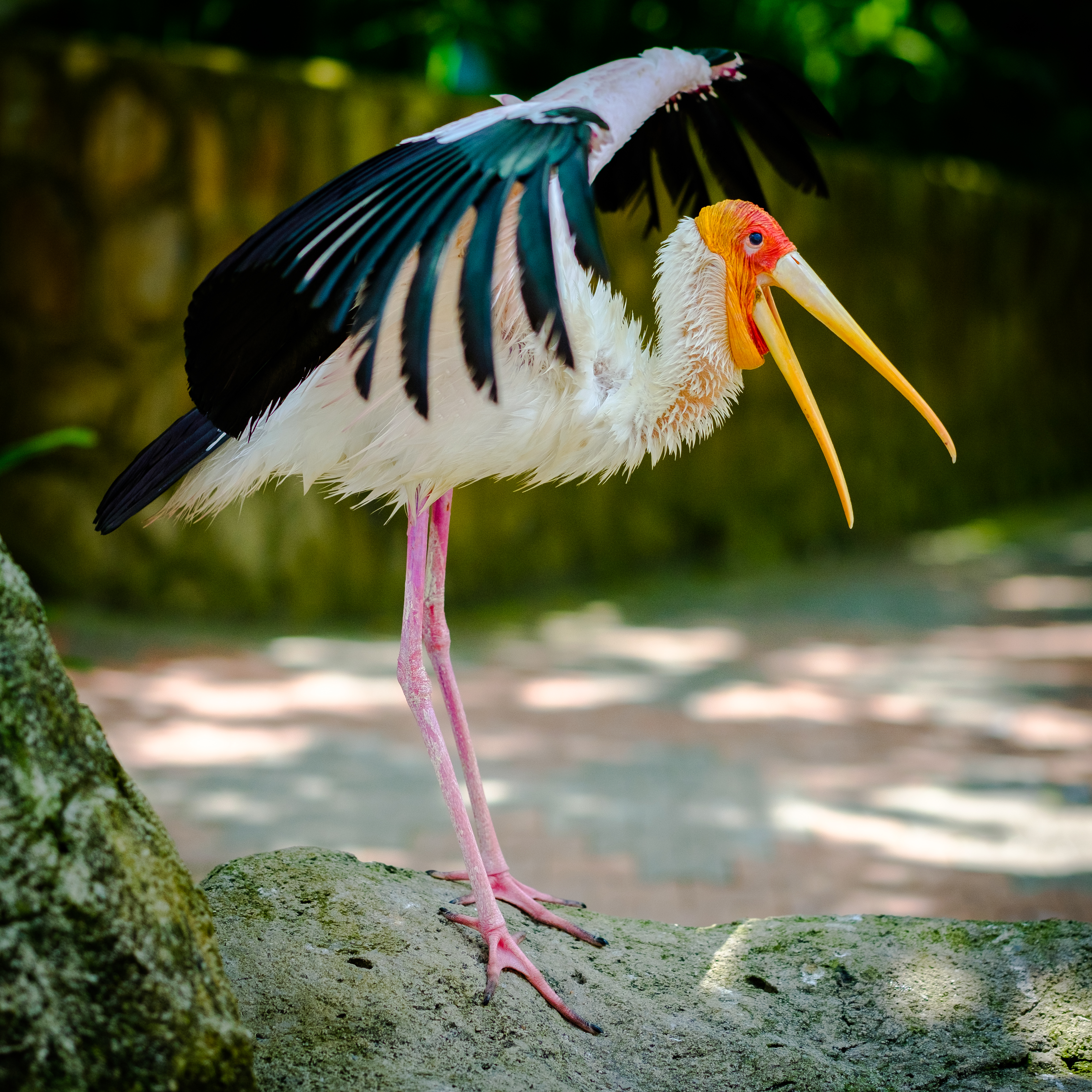 Bird park July 2017-24.jpg