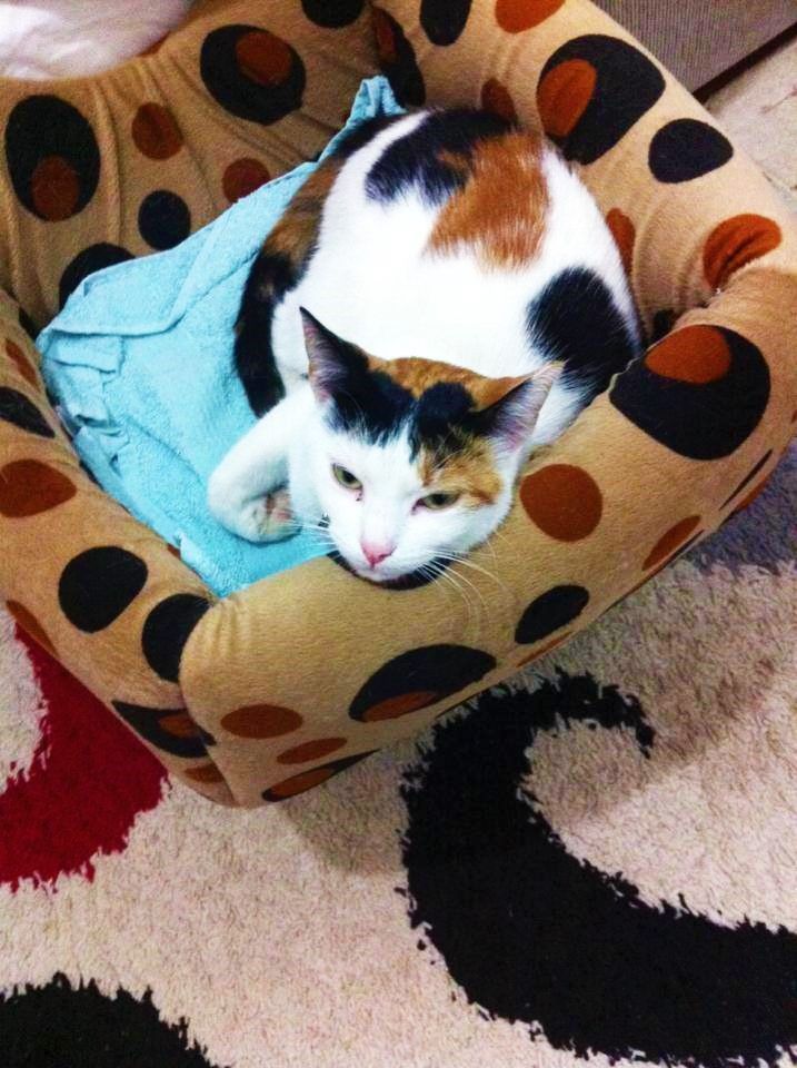 12109004_439352436263114_4671223026550333945_n (2).jpg