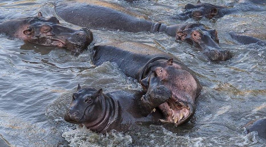 maasai mara.jpg