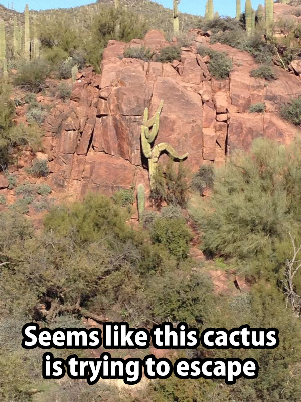 Cactus Escape.png